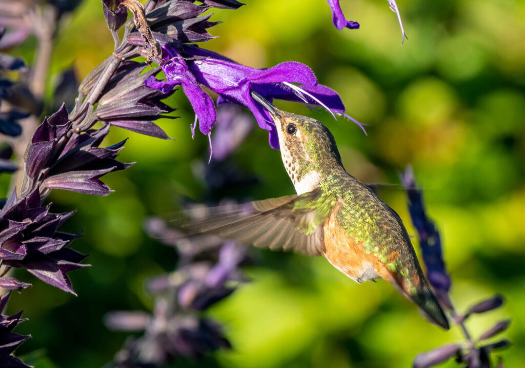 25 Beautiful Flowers to Inspire Your Dream Garden - Birds and Blooms