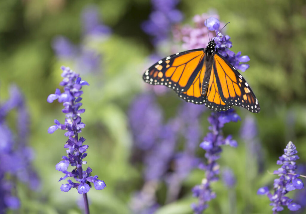 Garden Makeover: Spruce up a Yard with Butterfly and Bird-Friendly Plants