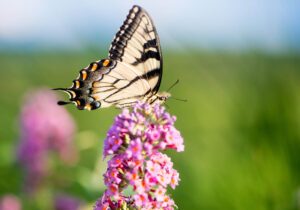 Garden Makeover: Spruce up a Yard with Butterfly and Bird-Friendly Plants